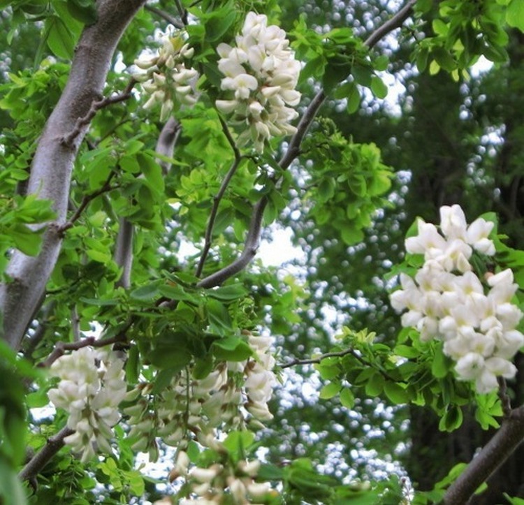 Robinija baltažiedė (Robinia pseudoacacia) 'TORTUOSA'